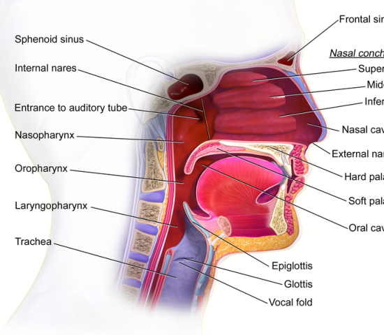 How To Breath During Weight Liftings Training